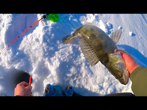 Видео: ТРОФЕЙНАЯ РЫБАЛКА на СУДАКА, ГЛУБИНА 15 см, а УДОЧКА в ДУГУ! Ловля судака на водохранилище