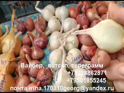 Видео: лук шалот-16 сортов-видео-1