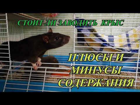 Видео: Стоит ли заводить крыс. Плюсы и минусы содержания.