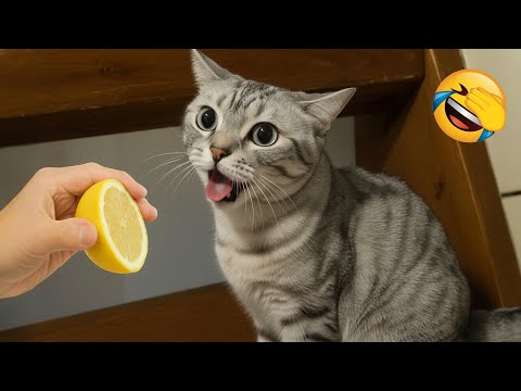 Видео: Попробуй не засмеяться 😂 Самые смешные животные 😹🐶 Часть 4