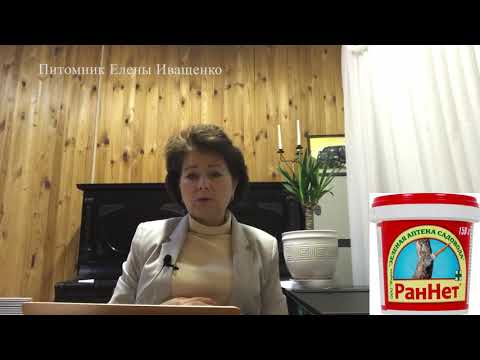 Видео: Ответы на ваши Вопросы. Как сохранить розы до посадки.