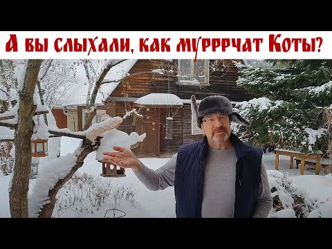 Видео: А вы слыхали, как Муурррчат Коты? - КОТоБудни, 27.01.2024г.  |  Life in the house of a Cat, Russia