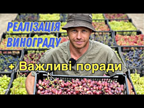 Видео: Виноград який достиг.