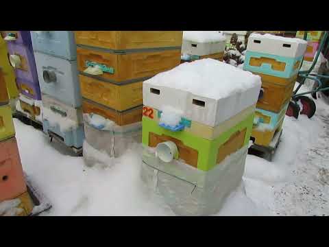 Видео: проблемы при зимовке пчел - сырость в гнезде пчел , что делать