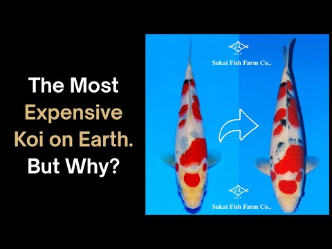 Видео: Я потратил десятки тысяч на Sakai Koi — стоило ли оно того?
