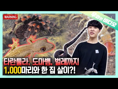 Видео: Особый тип домашнего животного