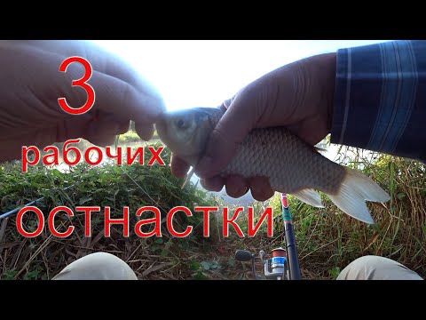 Видео: Три рабочих оснастки для ловли карпа и амура  Но не в этот раз