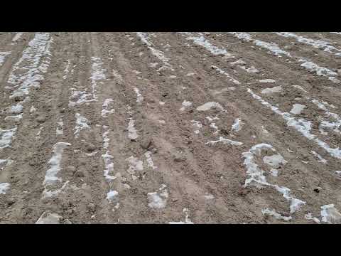 Видео: Часник весь зверху, чому так сталось? Добрива на ранню весну.