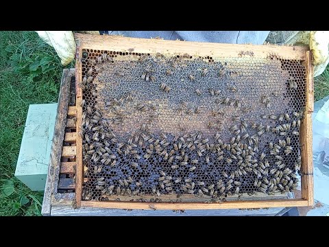 Видео: Чи варто ще давати сироп?