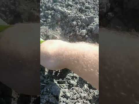 Видео: Подгрызающая совка в работе#farming #агроном #подгрызающая совка