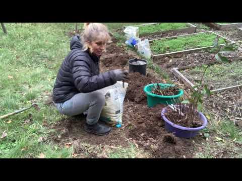 Видео: Велике переселення піонів. Несподівані гості. Печериці.#піони, #сад #квітидлясаду #garden 