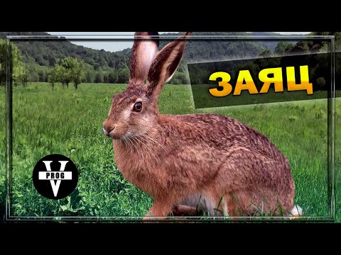 Видео: ЗАЯЦ. Повадки животного и как проходит охота на зайца.