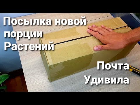 Видео: НОВАЯ ПОСЫЛКА С РАСТЕНИЯМИ/ РАСПАКОВКА/ ОБЗОР НОВИЧКОВ/ ДВА ДНЯ В ПУТИ /РЕКОРД ПОЧТЫ