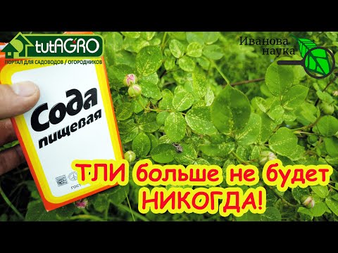 Видео: ТЛЯ ЛОПАЕТСЯ ПРЯМО НА ГЛАЗАХ: сода от тли в саду и в огороде. Обработка смородины и роз от тли.