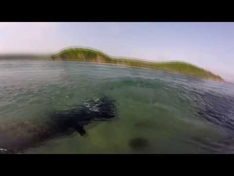 Видео: Подводная охота на гребешка.  Scallop Spearfishing