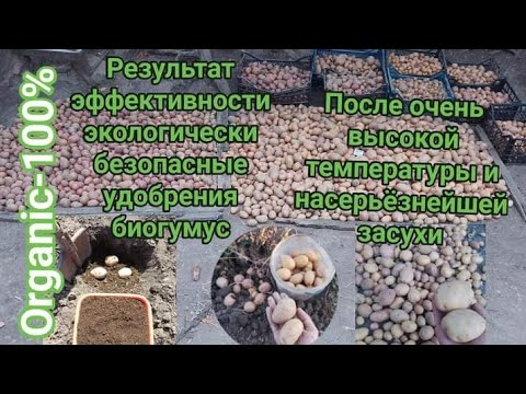 Видео: Результат урожая 24 г после найсерьёзней и очень высоких температур эффективность удобрения биогумус