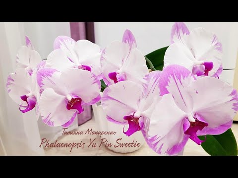 Видео: Мои ШИКАРНЫЕ белые ОРХИДЕИ цветение white orchids орхидея орхидеи orchid phalaenopsis