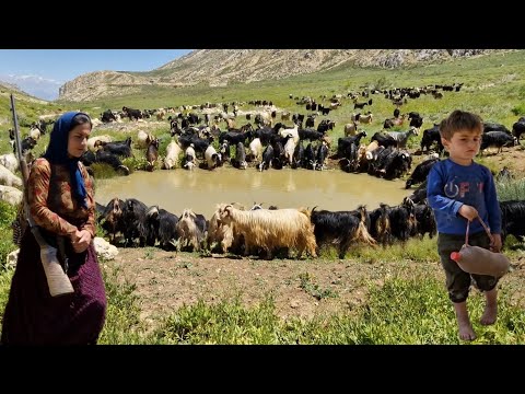 Видео: История Акрама:пастух в горах Загрос(документальный,семейный,природа)