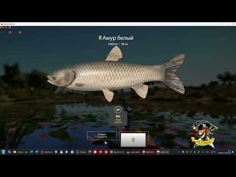 Видео: Russian Fishing 4 /Русская рыбалка 4 ▶🐟 Ахтуба,  болото , буффало 🐟