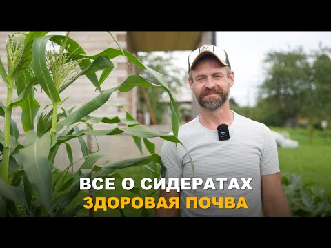 Видео: ПРАВИЛЬНО ПОДОБРАННЫЕ СИДЕРАТЫ —  ЗДОРОВАЯ ПОЧВА. Выбираем, сеем и заделываем сидераты правильно.