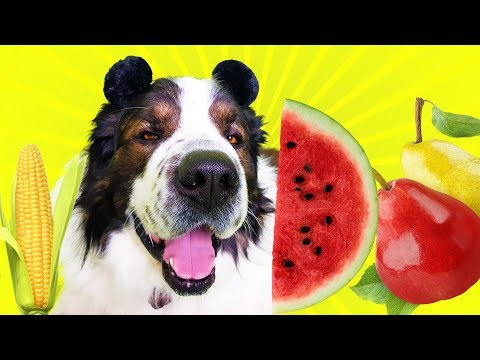 Видео: Собака-медведяка все подряд пожирака) DogVlog. Московская сторожевая Булат Говорящая собака