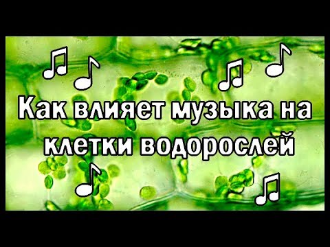 Видео: Проверка опыта с музыкой и водорослями (СССР)