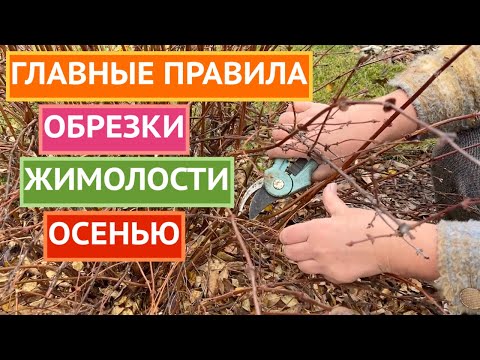 Видео: КАК ПРАВИЛЬНО ОБРЕЗАТЬ ЖИМОЛОСТЬ ОСЕНЬЮ