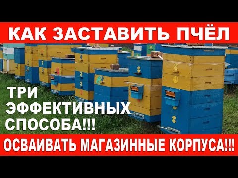 Видео: Как заставить пчёл осваивать магазинные корпуса! | Три эффективных способа!