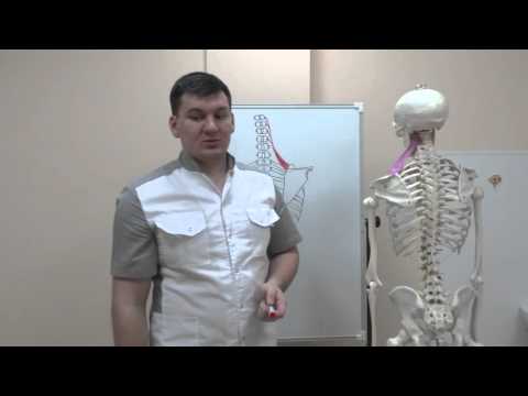 Видео: Боль в шее  Мышца поднимающая лопатку. Pain in shee. Myshtsa levator scapula