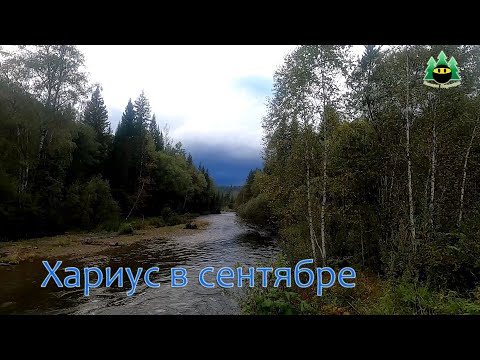 Видео: Хариус в сентябре на таёжной реке