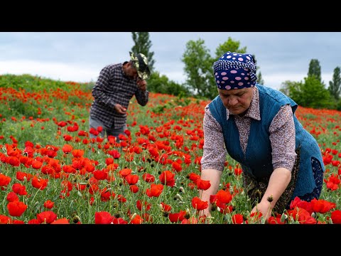 Видео: Сбор Свежих Цветов Мака для Домашнего Весеннего Варенья