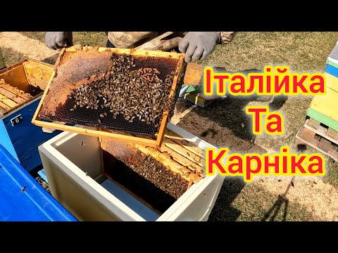 Видео: Пересадка бджіл, стан сімей,  скільки розплоду та кормів???