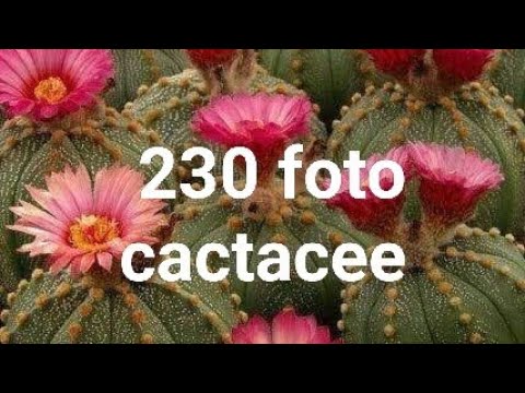 Видео: 230 фото кактусов