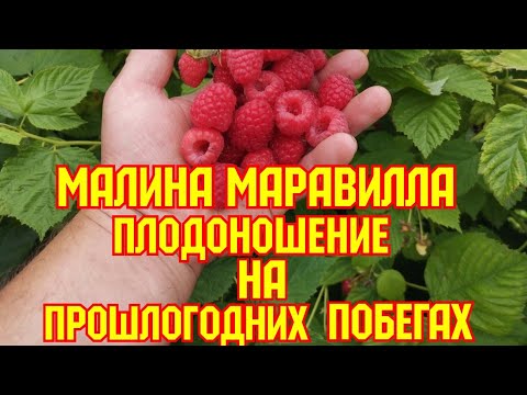 Видео: /Малина Маравилла! /Плодоношение на пршлогодних побегах! /