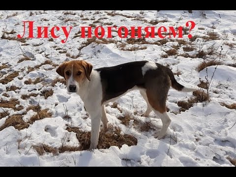 Видео: Охота на лисицу с гончими # 13. Было ли попадание?