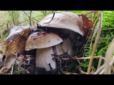 Видео: Гриби Карпат 