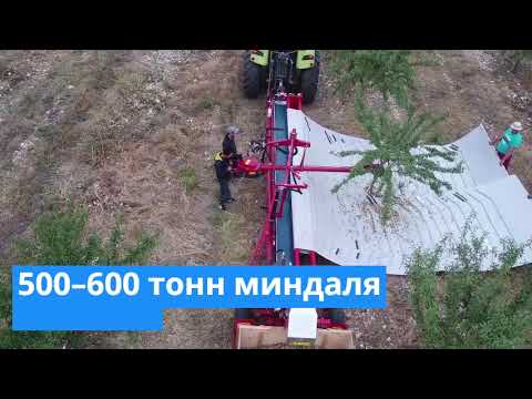 Видео: Миндаль в Грузии: как осуществляется механизированная уборка миндаля в саду компании Удабно (Udabno)