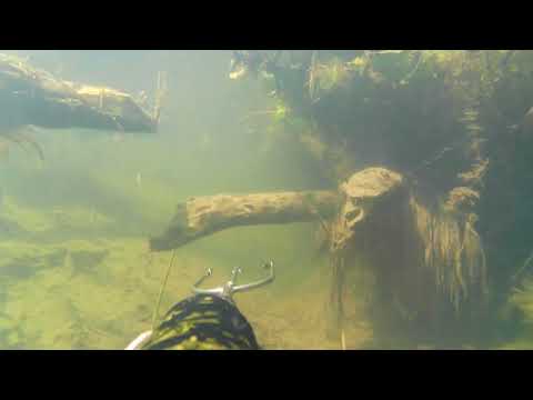 Видео: Река Протва. Шикарный прозрак. Пострелял мелочь