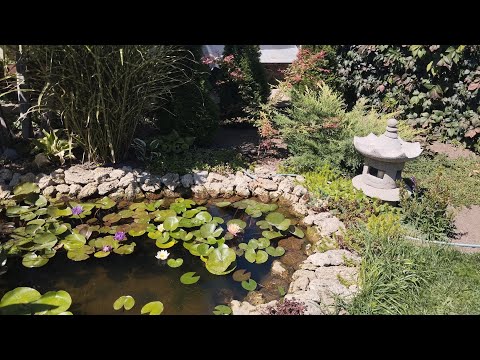 Видео: 27 августа, скоро осень🍁🍁🍁🍂🍂🍂,  прогулка по саду. 
