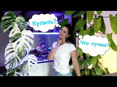 Видео: Как купить Монстеру вариегатную🧐 Монстера борзига? Монстера 100% белая? Разбор объявлений о продаже.