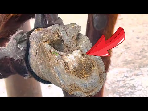 Видео: В ослином копыте застрял такой большой камень! Осел не может ходить из-за боли