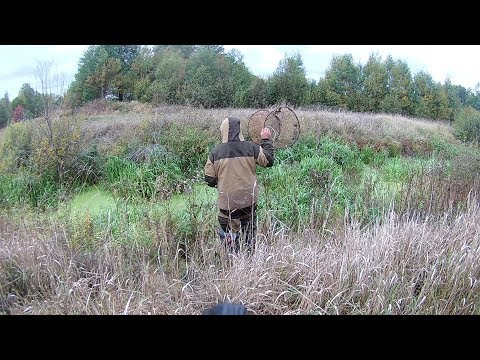 Видео: Охота на ондатру.Открытие промыслового сезона (Будни охотника и рыбака)