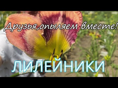 Видео: Опыление цветка: секреты от Ворошиловой / Сад Ворошиловой