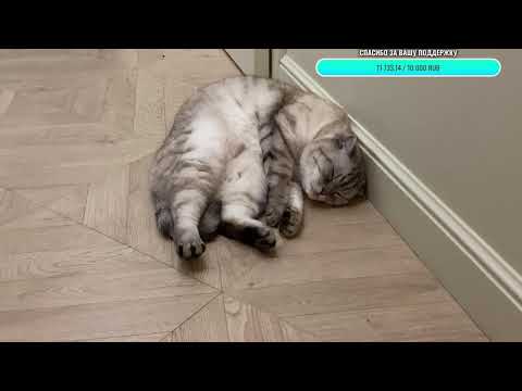 Видео: Добрый вечер