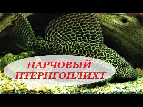 Видео: Сом Парчовый Птеригоплихт содержание, совместимость, уход, разведение