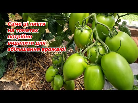 Видео: Формування високорослих томатів- видаляємо "зайві" листя.
