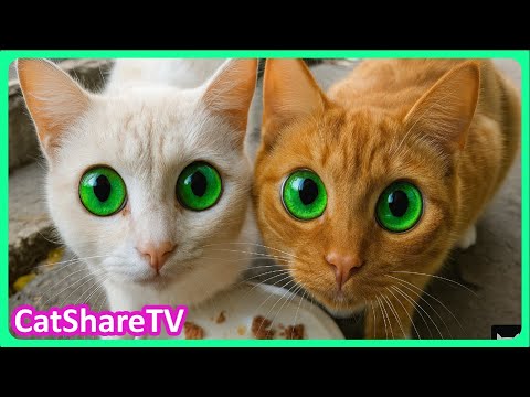 Видео: Накормили Бездомных Котов - Поддержи! 🔥
