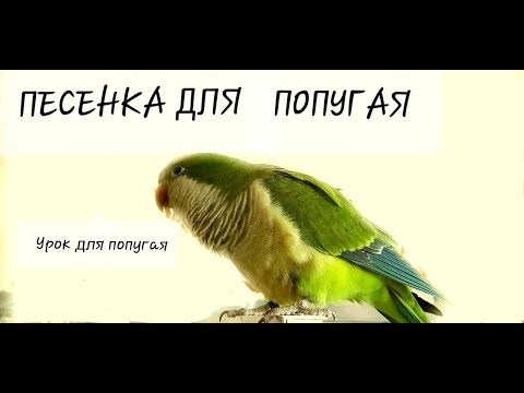 Видео: ТРА-ТА-ТА, МЫ ВЕЗЁМ С СОБОЙ КОТА!  УЧИМ ПОПУГАЯ ПЕТЬ ПЕСЕНКУ. УРОК ДЛЯ ПОПУГАЯ.