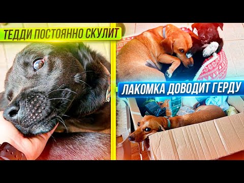 Видео: Лакомка ДОВОДИТ Герду, приняла ее за маму. Покупаем кошкам еду. Тедди постоянно просит внимания.