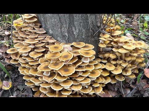 Видео: Грибная Экспедиция за Опятами! Смотреть Опасно!☝️😁👍